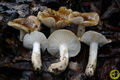 Hygrophorus arbustivus